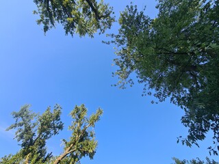 Bäume mit blauem Himmel in Berlin Köpenick, Deutschland