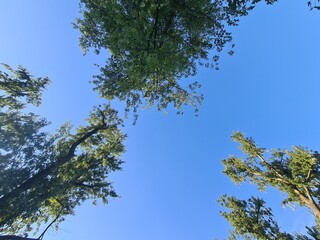 B&auml;ume mit blauem Himmel in Berlin K&ouml;penick, Deutschland