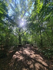the wonderful Plänterwald Forest with magical sunlight in Berlin Treptow