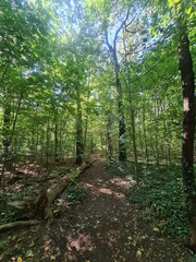 Obraz premium the wonderful Plänterwald Forest in Berlin Treptow