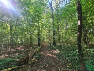 Obraz premium the wonderful Plänterwald Forest with magical sunlight in Berlin Treptow