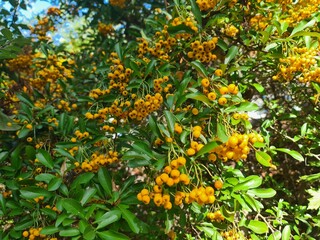 Blooming Bush in Berlin Treptow/K&ouml;penick