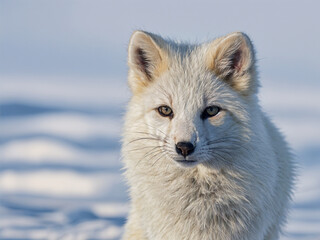 Naklejka premium Arctic Fox 18