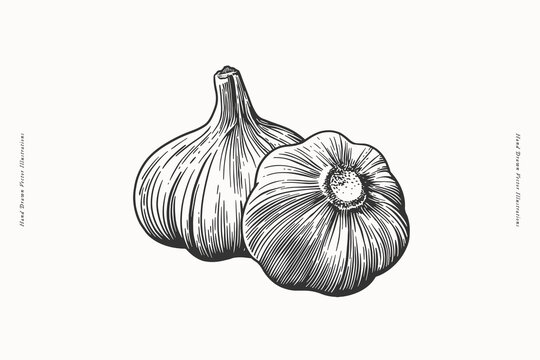 Hand-drawn black and white illustration of two garlic bulbs, one viewed from the top and the other from the side, showcasing intricate line details on a light background.