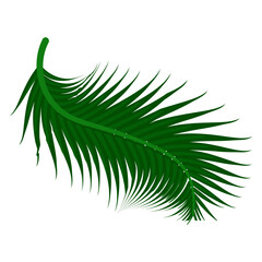 Obraz premium Make a Professional Coconut Leaf Vector