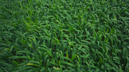 Obraz premium Green grass fresh background