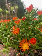 Bright Orange Succulent Flowers in Bloom in a Natural Garden Setting. High quality photo