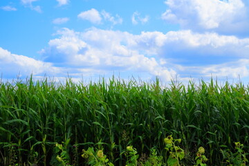 Feld mit blauem Himmel und Wolken
