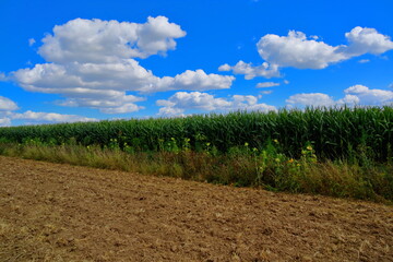 Feld mit blauem Himmel und Wolken