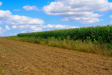 Feld mit blauem Himmel und Wolken