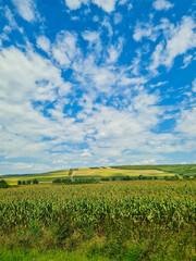 A wide field with green crops, set against a bright blue sky filled with fluffy clouds and rolling hills in the background