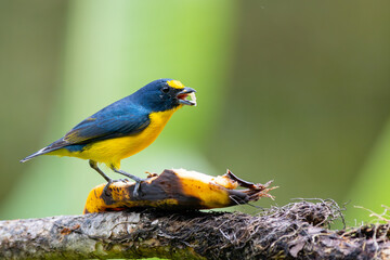 Obraz premium Yellow-throated Euphonia ( Euphonia hirundinacea), male eating a piece of banana in Curicancha, Costa Rica.