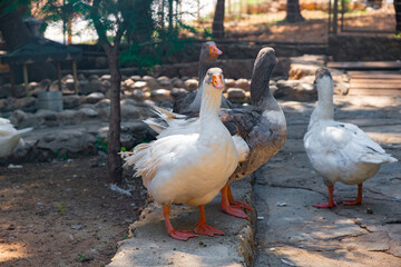 A group of geese standing together in an outdoor enclosure, with a natural, forested background.