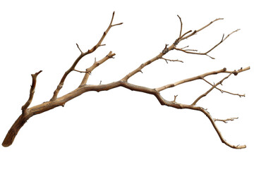 Fototapeta premium A thin, dry branch with no leaves