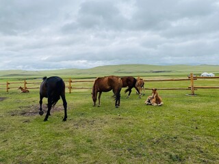 Obraz premium horses 