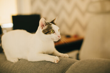 White cat in a cozy home environment