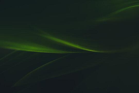 Dark green leaf texture, Natural green leaves using as nature background black wallpaper or tropical leaf cover page