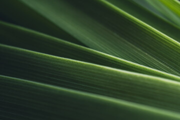 Dark green leaf texture, Natural green leaves using as nature background black wallpaper or tropical leaf cover page