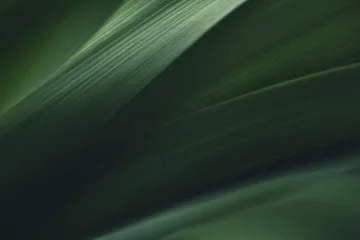 Dark green leaf texture, Natural green leaves using as nature background black wallpaper or tropical leaf cover page © Fahkamram