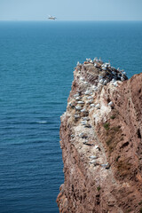 brütende Blasstölpel Kolonie auf den roten Felsen von Helgoland