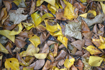 The autumn season is beautiful and pleasant. Yellow, brown, golden, dry green leaves, fallen leaves lie on the ground.