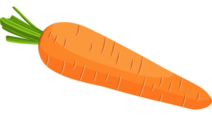 Vegetable, Carrot, Illustration Hand drawn