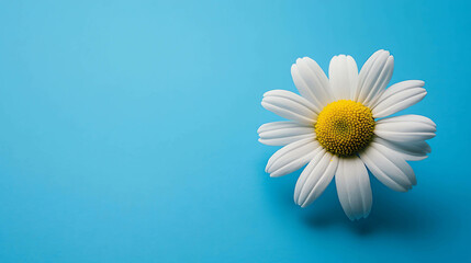 Obraz premium A single white daisy with a yellow center on a blue background.