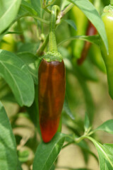 fresh red chili vegetable on plant closeup, chili plants in organic farming, Chilies closeup in field, red chili plant in a farmer's field, Ripe red chili on a plant in Chakwal, Punjab, Pakistan