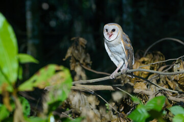 Barn Owl (Tyto alba) resting on tree branch during the day in the forest