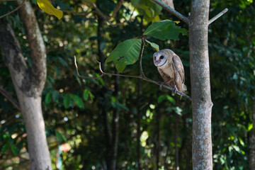 Barn Owl (Tyto alba) resting on tree branch during the day in the forest