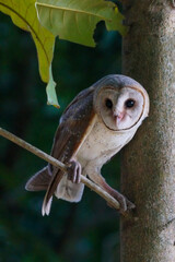 Barn Owl (Tyto alba) resting on tree branch during the day in the forest