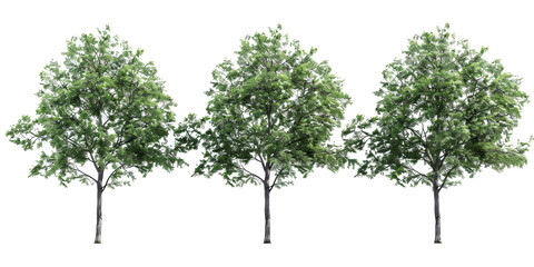 Obraz premium The PNG file features trees adorned with lush green leaves, with the background removed, providing a versatile element for effortless integration into various digital designs and compositions.