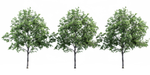 The PNG file features trees adorned with lush green leaves, with the background removed, providing a versatile element for effortless integration into various digital designs and compositions.