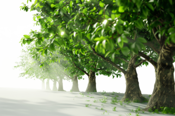 The PNG file showcases a perspective view of aligned green trees, isolated from their background, offering a dynamic and immersive natural landscape.