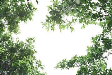The PNG file presents a captivating view with the camera directed upwards through a canopy of lush green leaves, removing the sky to create a focused and immersive perspective of nature.