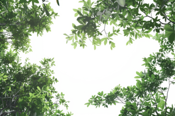 The PNG file presents a captivating view with the camera directed upwards through a canopy of lush green leaves, removing the sky to create a focused and immersive perspective of nature.