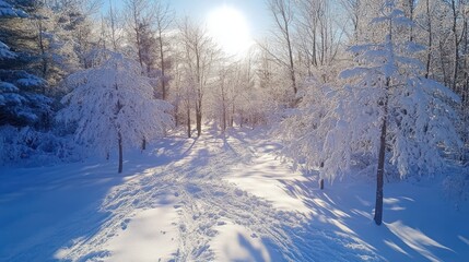 Fototapeta premium A snowy path through a winter forest with sun shining through the trees.