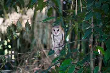 Barn Owl (Tyto alba) resting on tree branch during the day in the forest