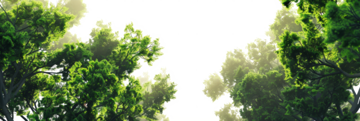 The PNG file offers a perspective with the camera directed upwards, revealing a canopy of green leaves against a removed sky, creating an immersive view of nature from below.