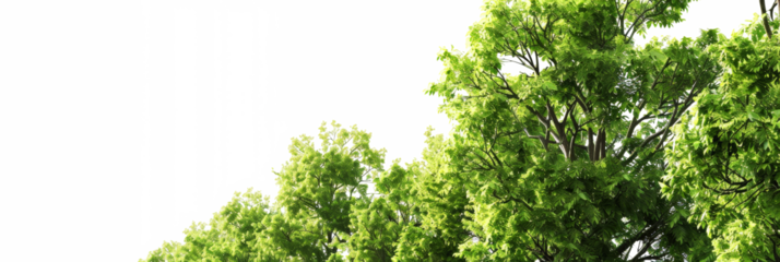 The PNG file presents a low-angle perspective of trees, their green leaves extending towards the sky, with the background removed to emphasize the immersive view of the forest canopy.