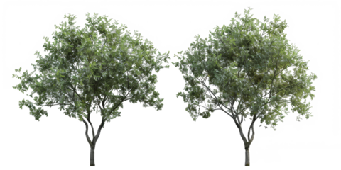 The PNG file depicts green trees with the background skillfully removed, providing a versatile element for digital compositions or designs.
