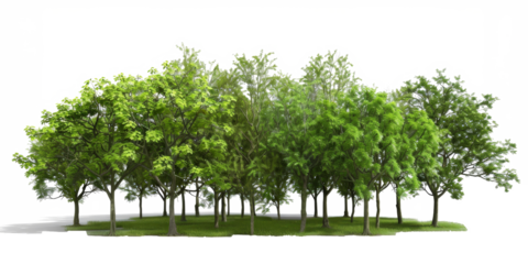 The PNG file offers a cutout visualization of lush green trees in a park setting, meticulously isolated with the background removed.
