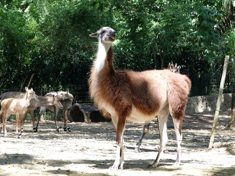 llama in the zoo