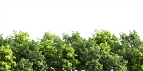 The PNG file presents a wide-angle view of the lush green forest in the distance, with the tree tops elegantly isolated and the background removed.