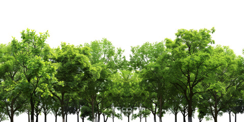 Fototapeta premium The PNG file showcases the lush green tree tops within a forest, meticulously isolated with the background removed, offering a versatile element for digital compositions.