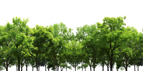 The PNG file showcases the lush green tree tops within a forest, meticulously isolated with the background removed, offering a versatile element for digital compositions.
