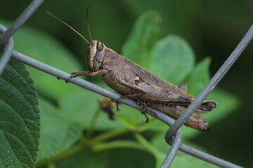 grasshopper sitting on a leaf