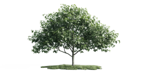 A small green tree atop a grassy hill, isolated with the background removed, offering a standalone element for various digital compositions or designs requiring a natural scene.