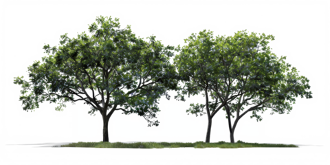 In PNG format, an image featuring trees adorned with vibrant green leaves, with the background seamlessly removed.