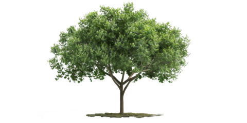 A cut-out PNG image of a tree, optimized for rendering, with sunlight shining from above, adorned with lush green leaves, and featuring a removed background.